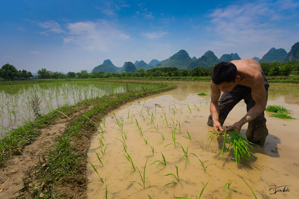 Young farmer sowing rice near Yangshuo. Guangxi province, China. 28.04.08