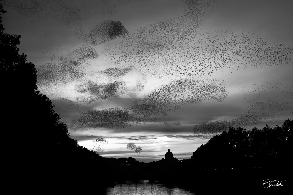 Birds flying over the Tiber river. Rome, November 15, 2010.